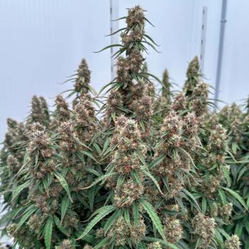 Samen 3x Orion F1 Automatik Royalqueenseeds